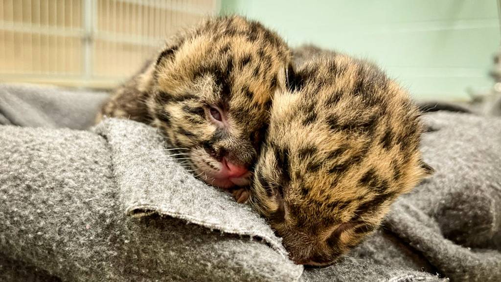 Nebelparder-Babys im Nashville Zoo geboren