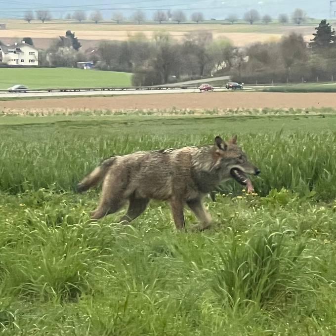 Schnappschuss: Der Wolf ist wieder im Aargau unterwegs