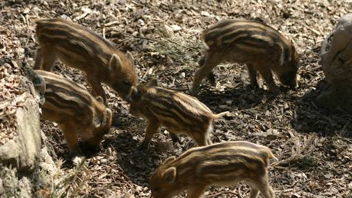 Zu viele Wildschweine im Wildpark: «Sie landen auf dem Teller»