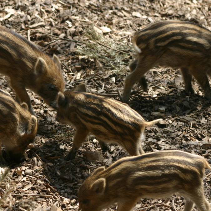 Zu viele Wildschweine im Wildpark: «Sie landen auf dem Teller»