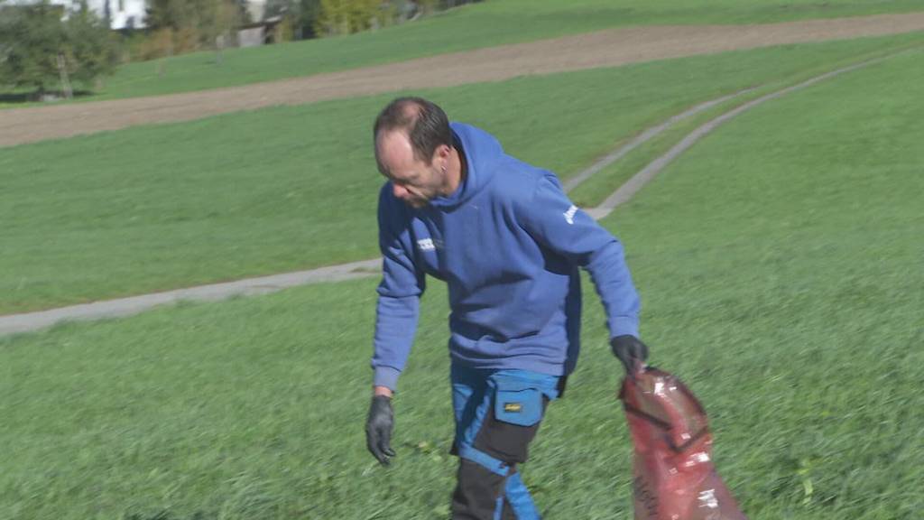 Giftpflanze beschäftigt Landwirte in Grosswangen