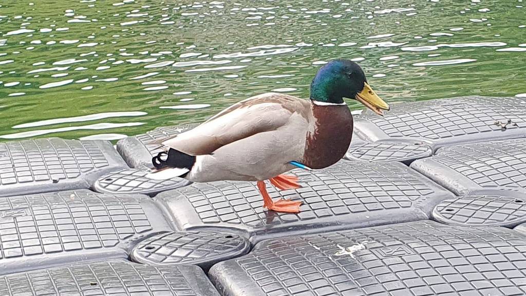 Stockente mit Pfeil beschossen – Polizei sucht Zeugen