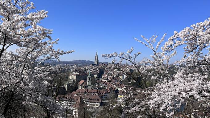 Ein bisschen Japan in Bern – das sind die Kirschblüten-Hotspots  