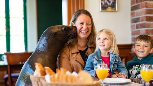 Seelöwen Frühstück
