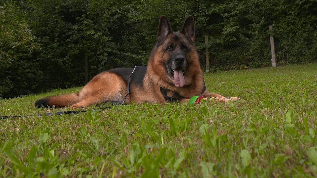Rex