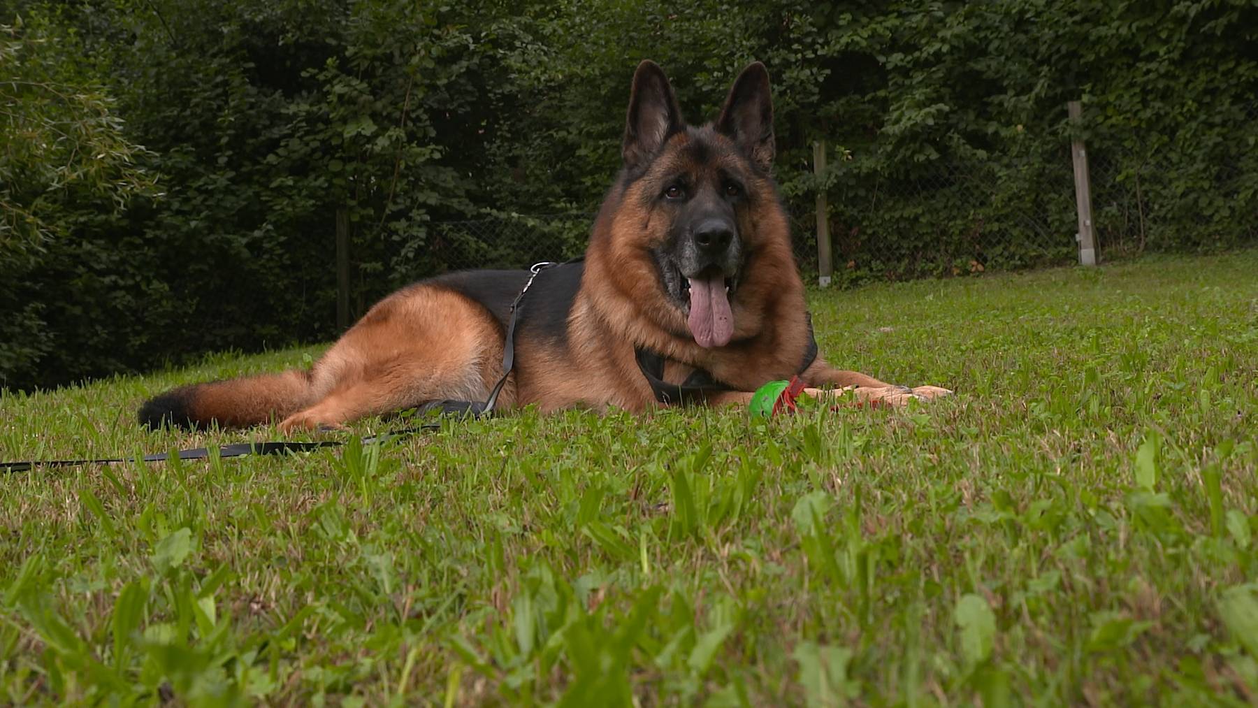 Rex 