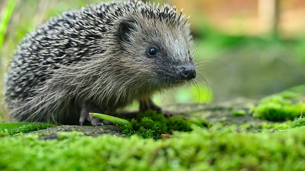 Der westeuropäische Igel ist erstmals als «potenziell gefährdet» eingestuft worden.