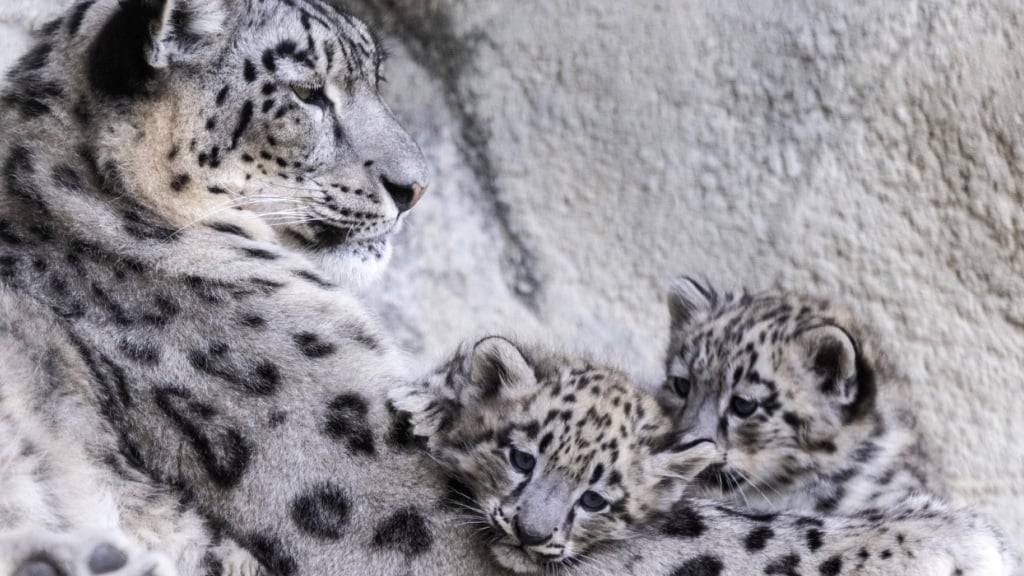 Die noch namenlosen Schneeleoparden-Jungtiere im Zoo Zürich sind mittlerweile zwei Monate alt.