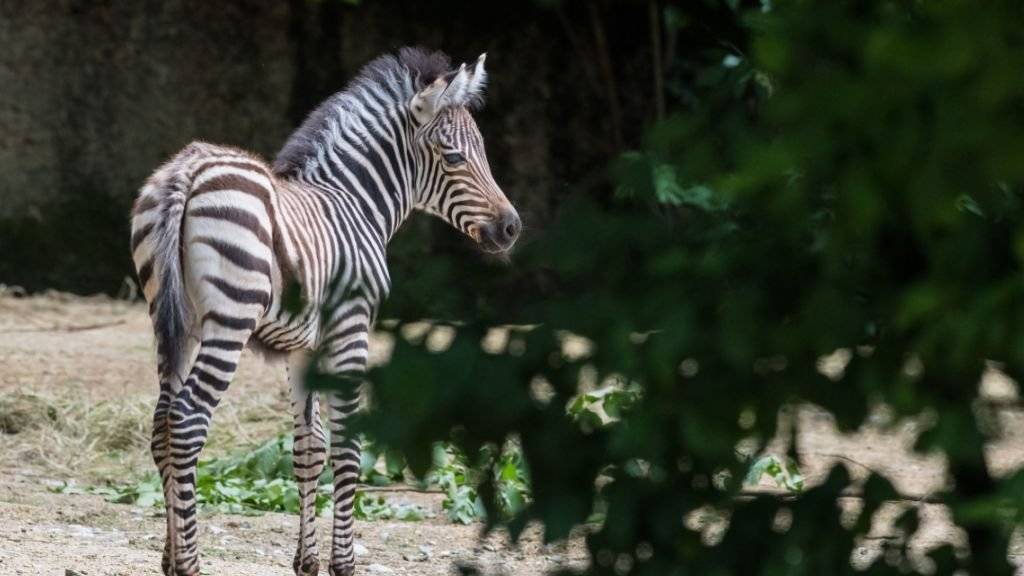 In ihren ersten zwei Wochen kräftig gewachsen: die Zebra-Stute Panja im Basler Zoo.