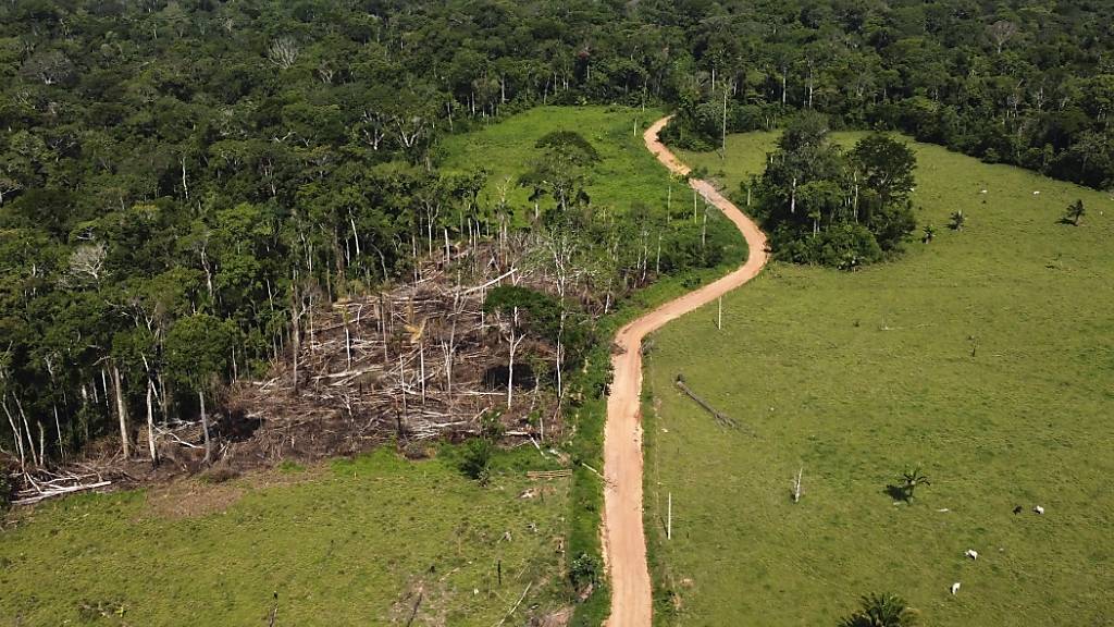 EU-Staaten wollen Gesetz zum Schutz des Regenwaldes verschieben