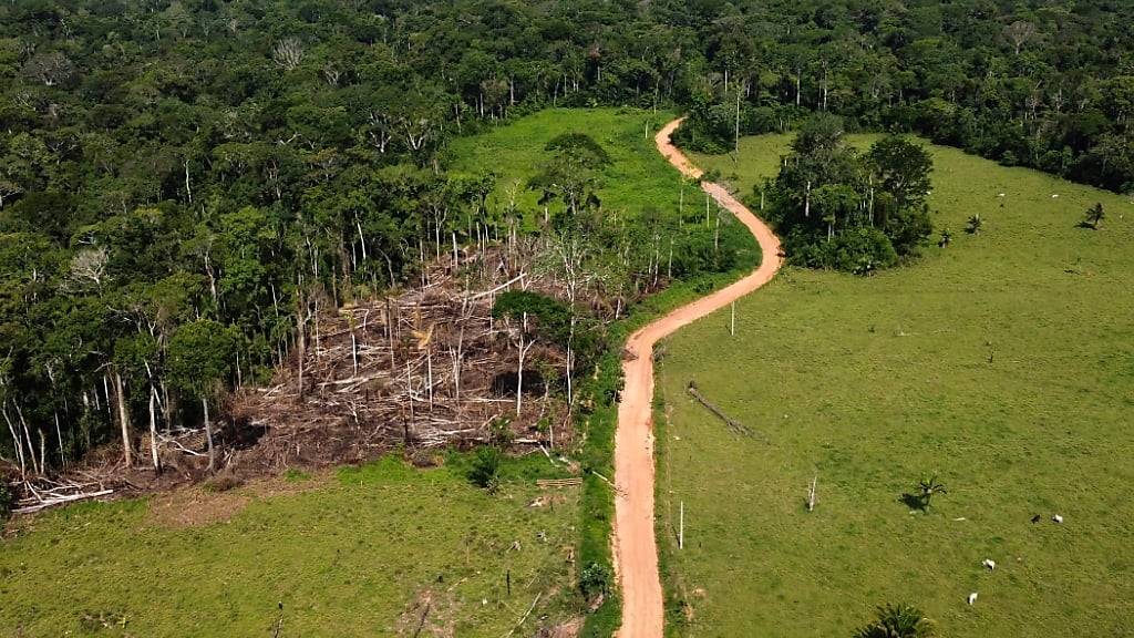 Das EU-Gesetz soll der Rodung des Regenwalds - wie hier in Brasilien - entgegenwirken. (Archivbild)