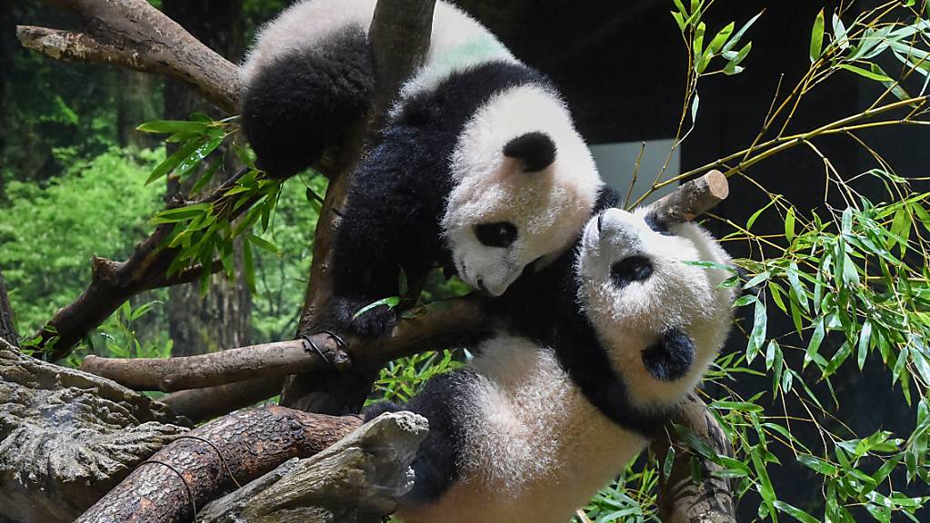 Die Panda-Zwillinge Xiao Xiao (oben) und Lei Lei (unten) wurden nun erstmals den Zoo-Besuchern präsentiert. 