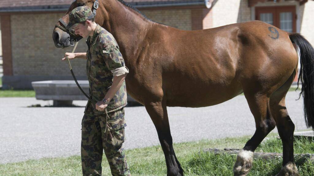 Der grösste Teil der im Tierschutzfall Ramiswil SO beschlagnahmten Pferde befinden sich laut Behördenangaben mittlerweile in Stallungen der Armee in Bern. Der Kanton Solothurn beschlagnahmte 43 Pferde. (Archivbild)