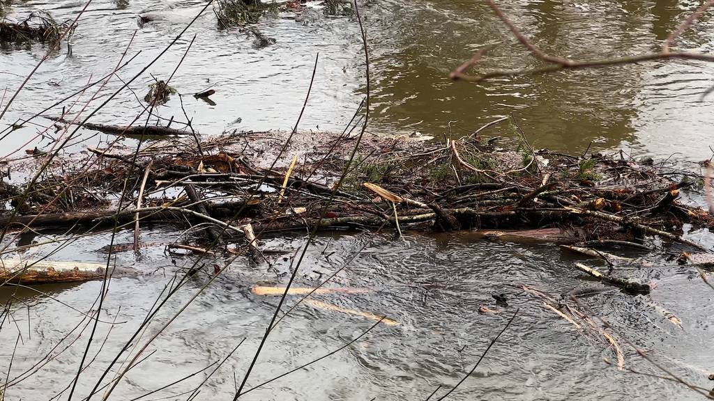 «Wir müssen den Damm teils entfernen»: Biber-Beauftragter begründet den Entscheid