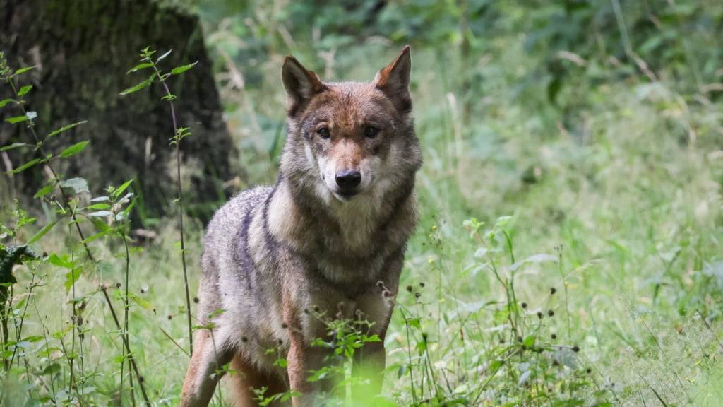 Wolf reisst neun Schafe in Boltigen: Kanton erlaubt Abschuss (Symbolbild).