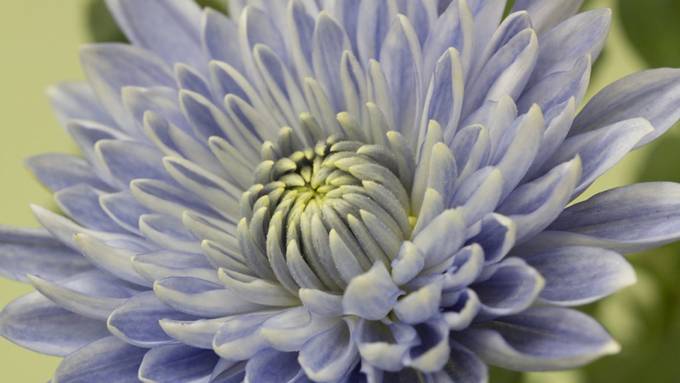 Gentechnisch veränderte Chrysanthemen blühen blau