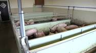 Schweinepest