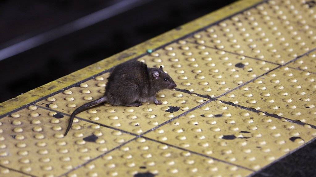 2,9 Millionen Dollar für den Kampf gegen sie: Ratten in New York lösen 24'000 Beschwerden aus.