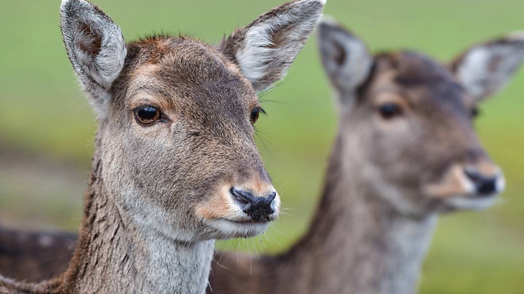 Stadtzuger Parlament will Hirsche am Alpenquai umsiedeln