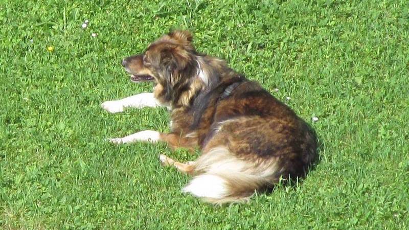 Hund nach einem halben Jahr wieder gefunden