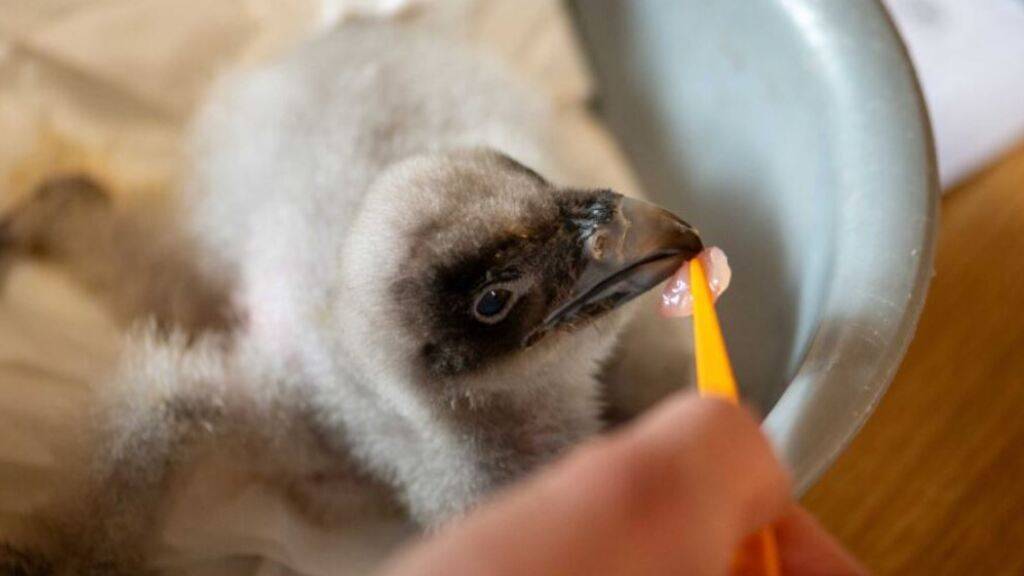 Der kleine Bartgeier wird gefüttert.
