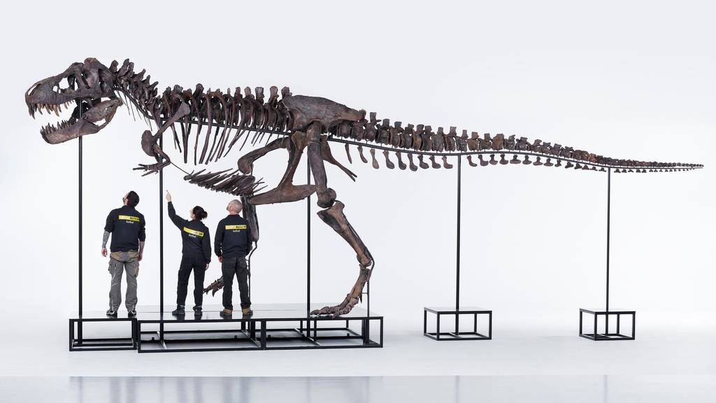 Sauriermuseum Aathal freut sich über T-Rex «Trinity»