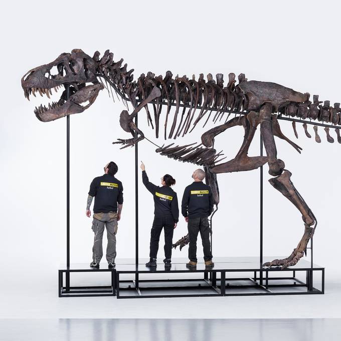 Sauriermuseum Aathal freut sich über T-Rex «Trinity»