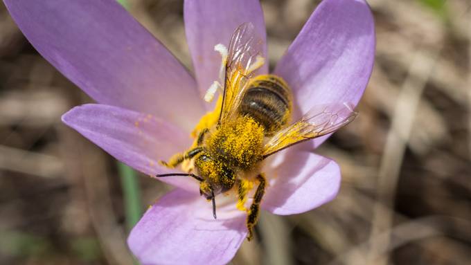 Fast die Hälfte der einheimischen Wildbienen ist gefährdet