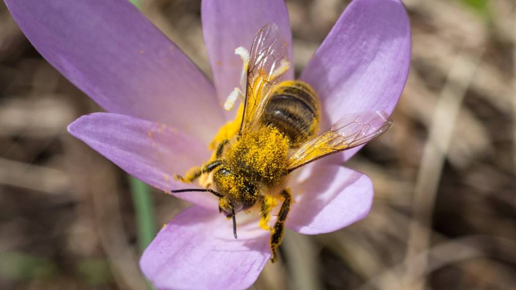 45 Prozent der einheimischen Wildbienen sind gefährdet. (Archivbild)