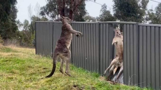 Känguru-Kampf endet mit kaputtem Zaun