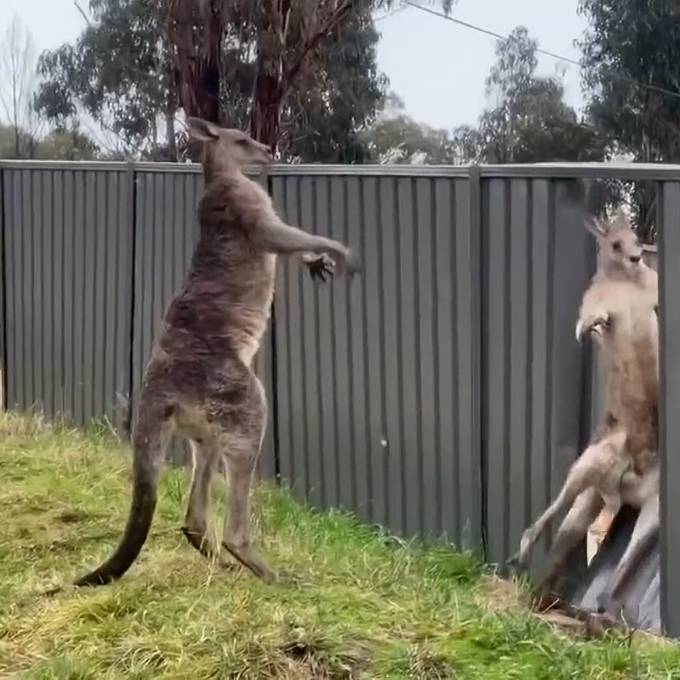 Känguru-Kampf endet mit kaputtem Zaun