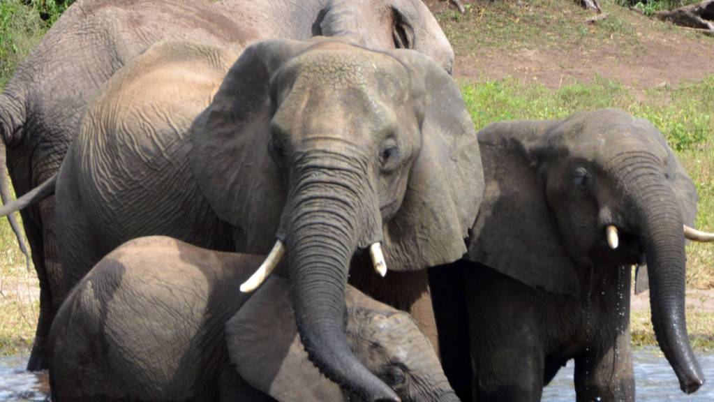 ARCHIV - Elefanten trinken Wasser im Chobe-Nationalpark. (Archivbild) Foto: Charmaine Noronha/AP/dpa
