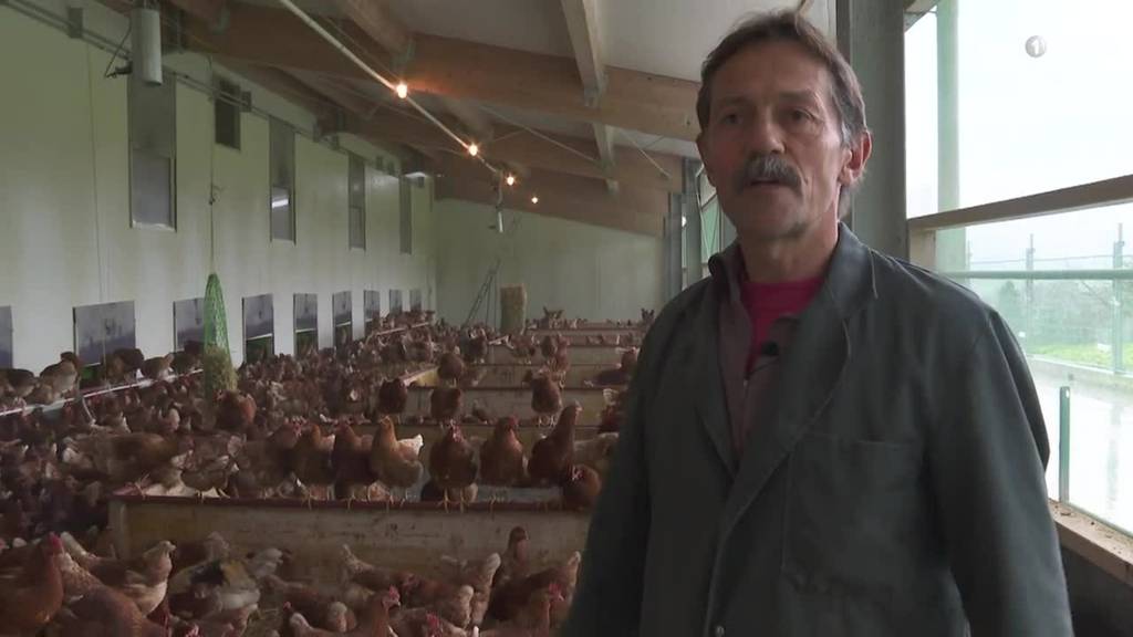 So gehen Zentralschweizer Geflügel-Bauern mit der Vogelgrippe um