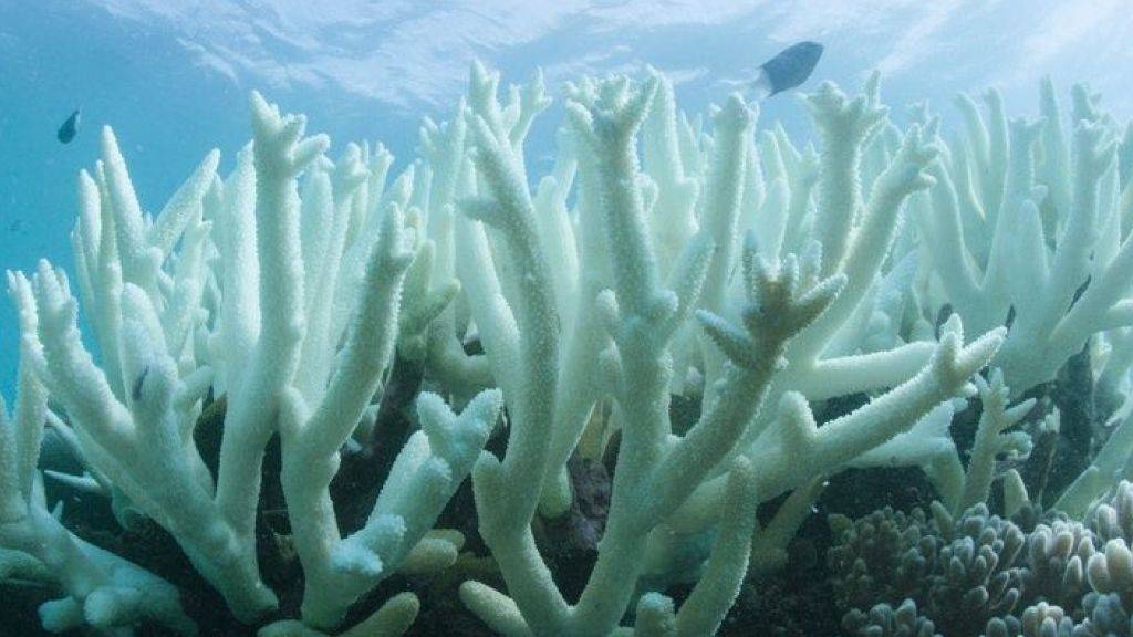 Korallenbleiche letztes Jahr am Great Barrier Reef, ausgelöst durch die Meererwärmung, welche Algen abtötet. Nun haben Forscher entdeckt: Die Erwärmung tötet nicht nur die Algen, sondern die Korallen selbst - und zwar blitzschnell. (Archivbild)