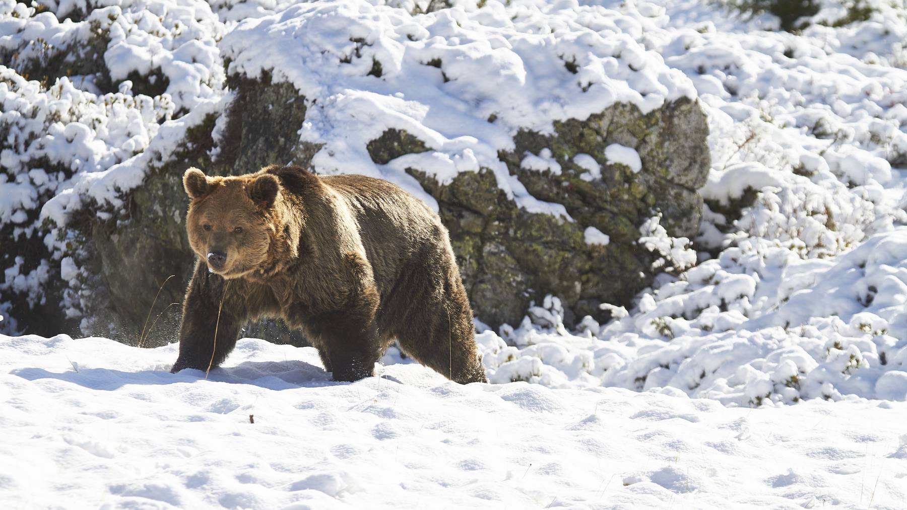 Bär Meimo hat als letzter der drei Bären seine Winterruhe beendet.