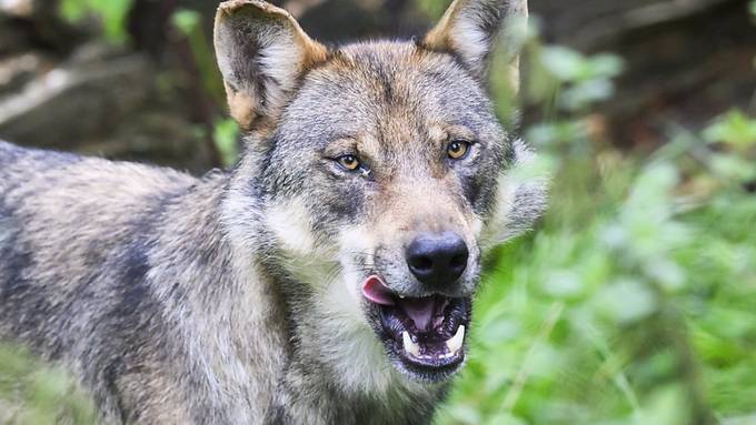 Urner Behörden geben Wolf zum Abschuss frei