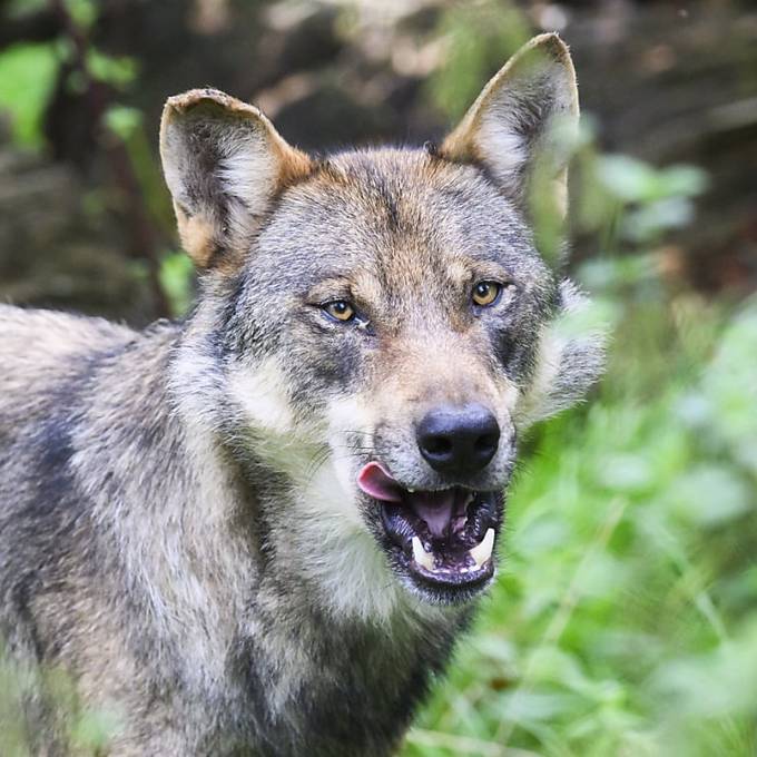 Urner Behörden geben Wolf zum Abschuss frei