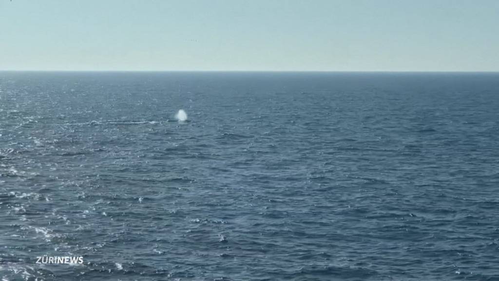Wal «Timmy» in Freiheit: Buckelwal schwimmt in der Nordsee
