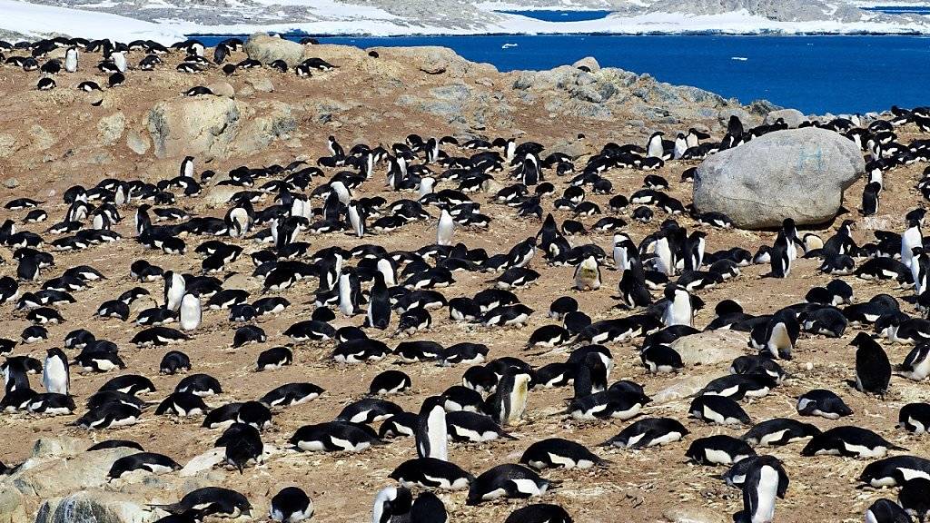 Eine Kolonie Adeliepinguine. Die Ausscheidungen von Pinguinen und See-Elefanten fördern die Artenvielfalt in der Antarktis. (Archivbild)