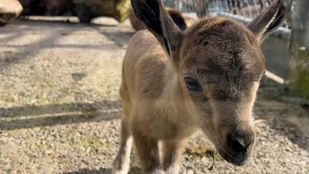 Steinbock-Baby geht auf Entdeckungsreise im Zoo Zürich