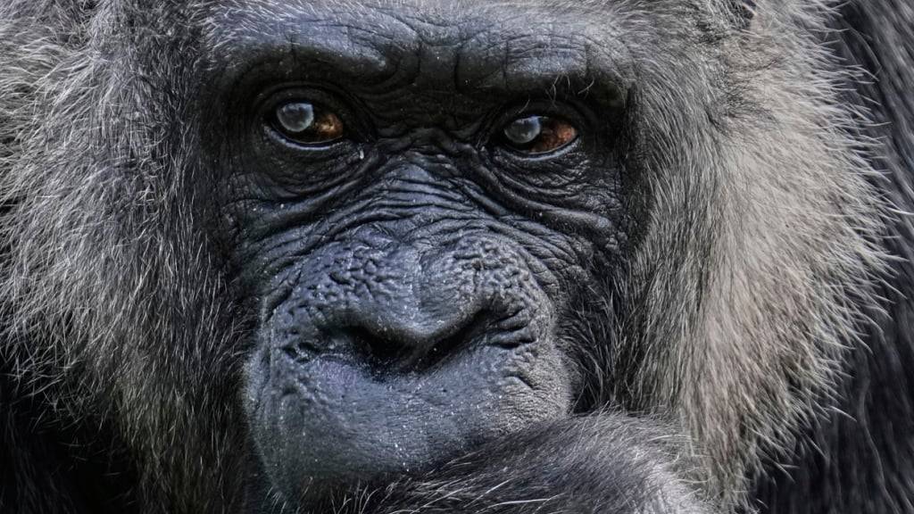 Gorillaweibchen nutzen beim Kennenlernen neuer Artgenossen feministische Netzwerke. (Archivbild)