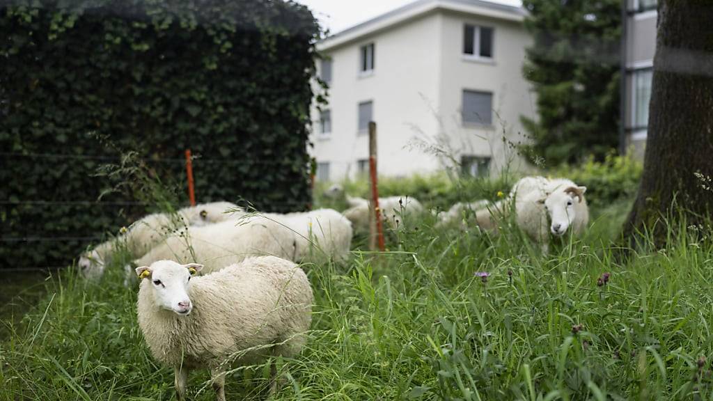 Schafe grasen auf einer Weide.