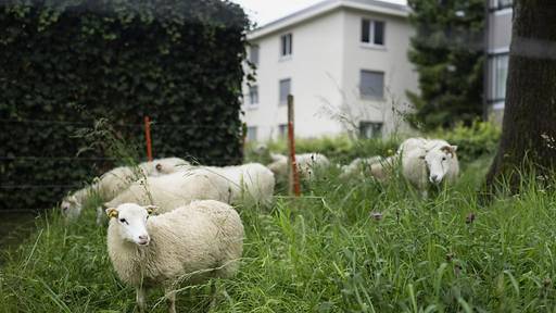 Regelmässige Kontrollen bei Schafen: Aargau sagt Tierseuche den Kampf an