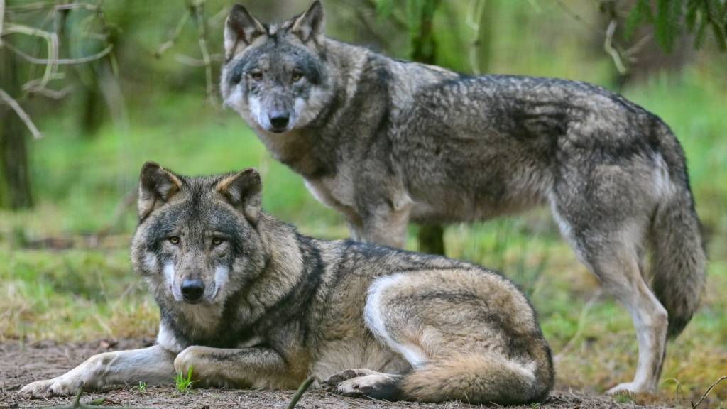 Der Wolfsbestand in der Schweiz ist 2025 erneut gewachsen. (Archivbild)