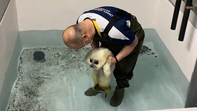 Schwimmversuch mit Jö-Alarm: Baby-Robbe wagt sich erstmals ins Wasser