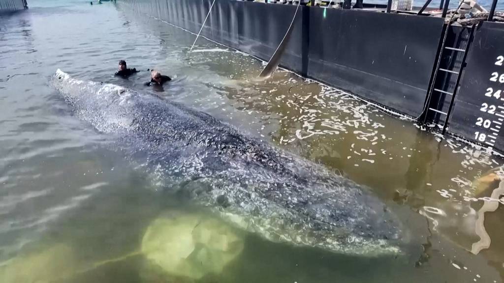 Buckelwal «Timmy» in der Nordsee freigesetzt