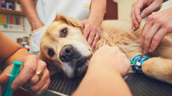 Aargauer ignoriert Krankheiten seiner Hunde, bis sie sterben müssen