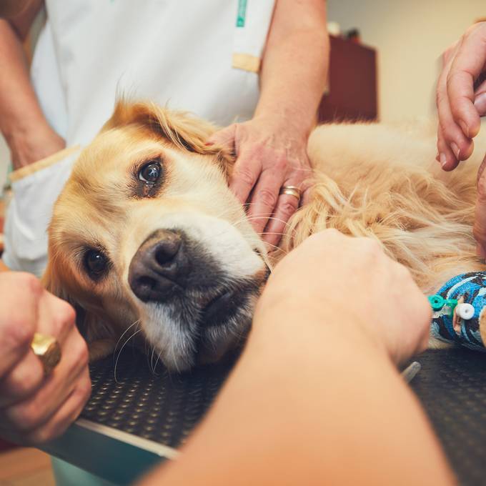 Aargauer ignoriert Krankheiten seiner Hunde, bis sie sterben müssen