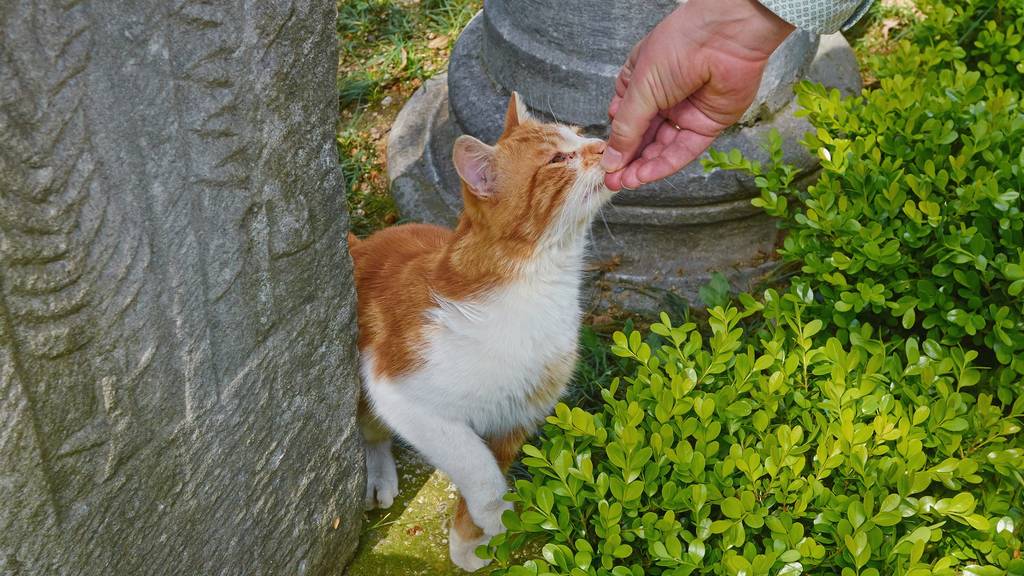 Es wird empfohlen, Kater zu kastrieren. (Symbolbild)