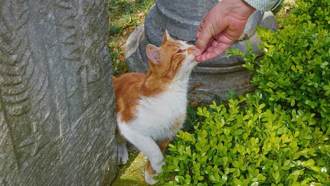 «Fremde Katzen sollte man nicht füttern»